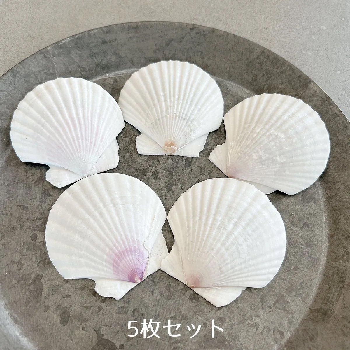 5枚 本物のホタテ貝 ちょこっと大きめ♪- 手作り雑貨屋 * 雑貨好き