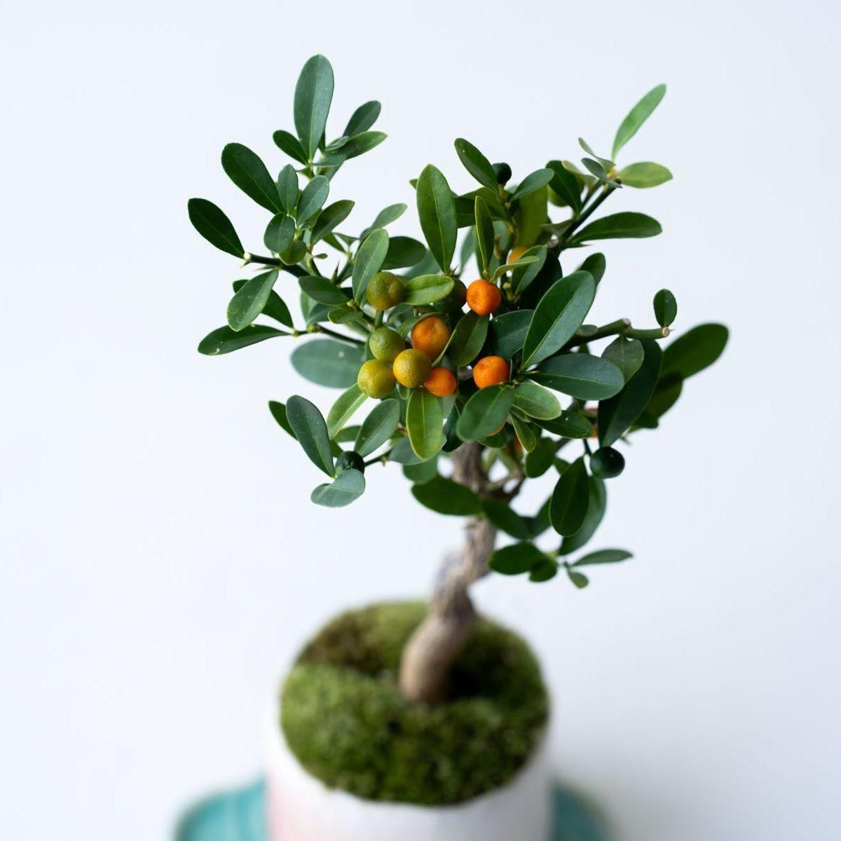 キンズ（金豆）｜no.002 - 石木花 オンラインストア｜小さな器に大きな