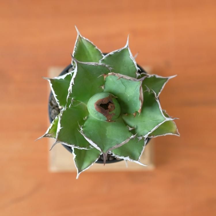 アガベ チタノタ 鯊魚劍 台湾lize産 中株 - 観葉植物・生花・ドライ