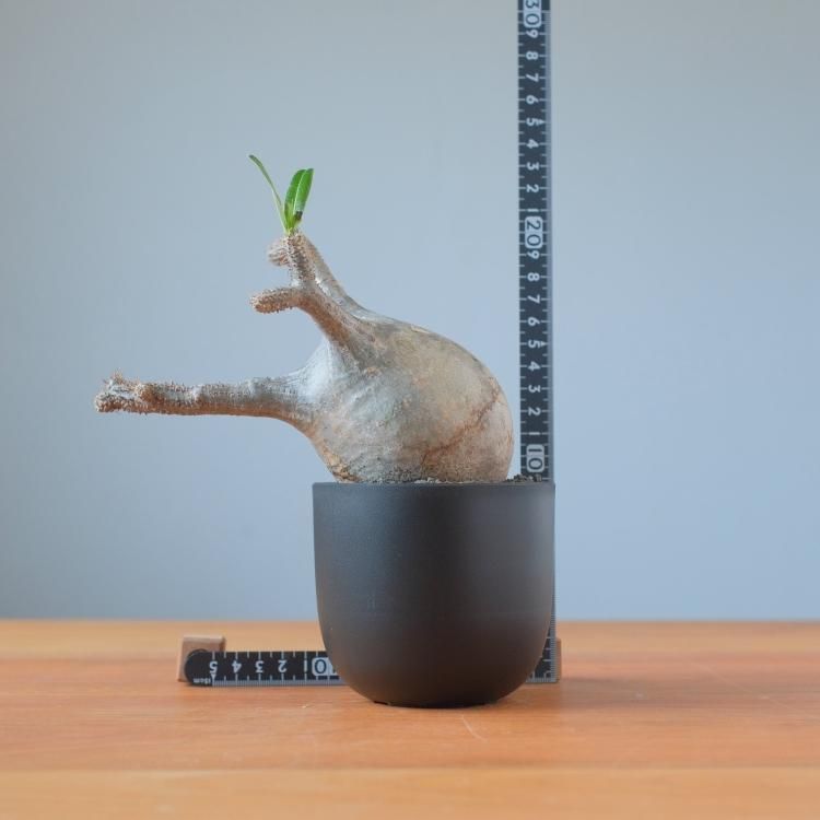 パキポディウム グラキリス 現地球 7 - 観葉植物・生花・ドライ