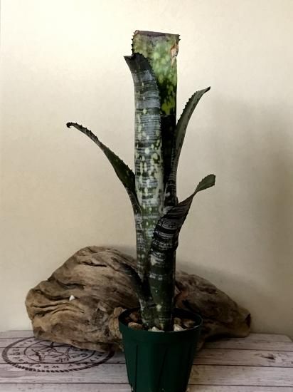 現品】ビルベルギア・ユーチューブ Billbergia You Tube（Bill
