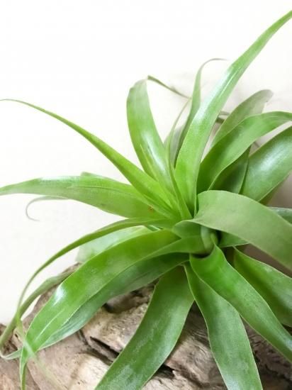 現品】チランジア・サマンサ T.Samantha（T.kalbacheri×T.mooreana)【B