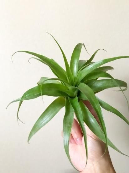 現品】チランジア・サマンサ T.Samantha（T.kalbacheri×T.mooreana)【B