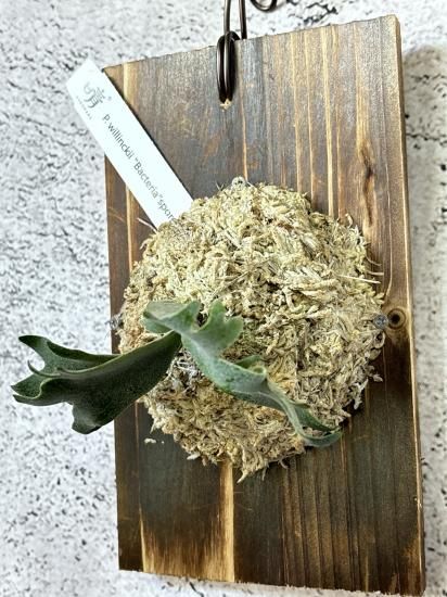 現品】ビカクシダ・ウィリンキー・バクテリア 胞子培養 P. willinckii