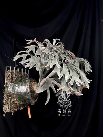 現品】ビカクシダ・X-626 スティッチ P. X-626 Stitch (P. FSQ X