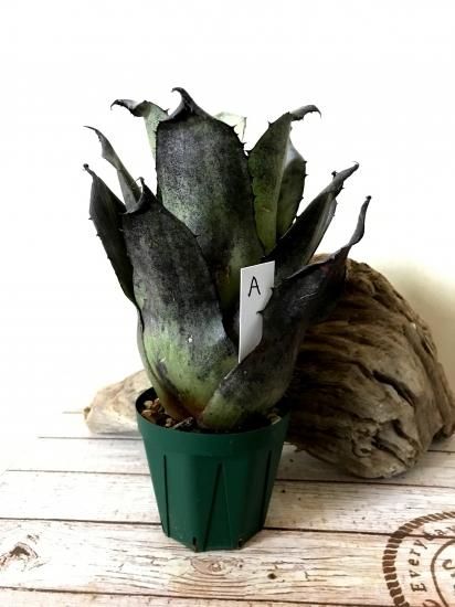 現品】ホヘンベルギア・レオポルドホルスティー（ハワイクローン