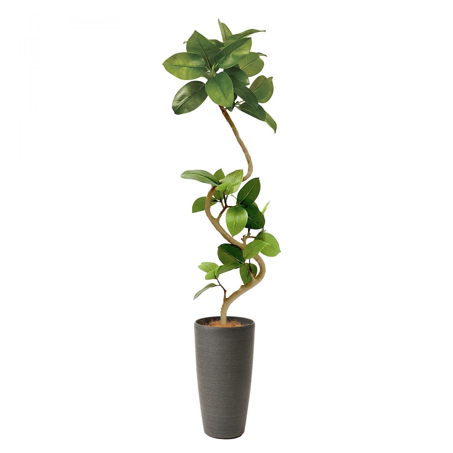 フィカスアルテシマの観葉植物 フェイクグリーン | 造花専門店プリマ