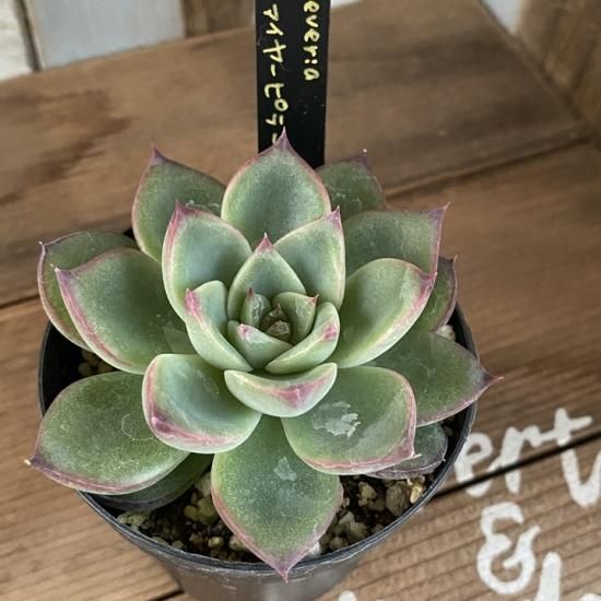 ファイヤーピラー 現物商品 - 多肉植物 人気の多肉植物 多種類の多肉