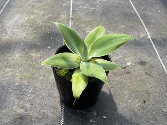 Agave attenuata アガベ アテナータ 1株 - アグリューム