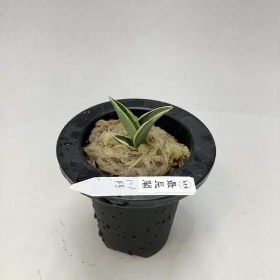 羅紗系 - 田哲園・万年青おもとのお店