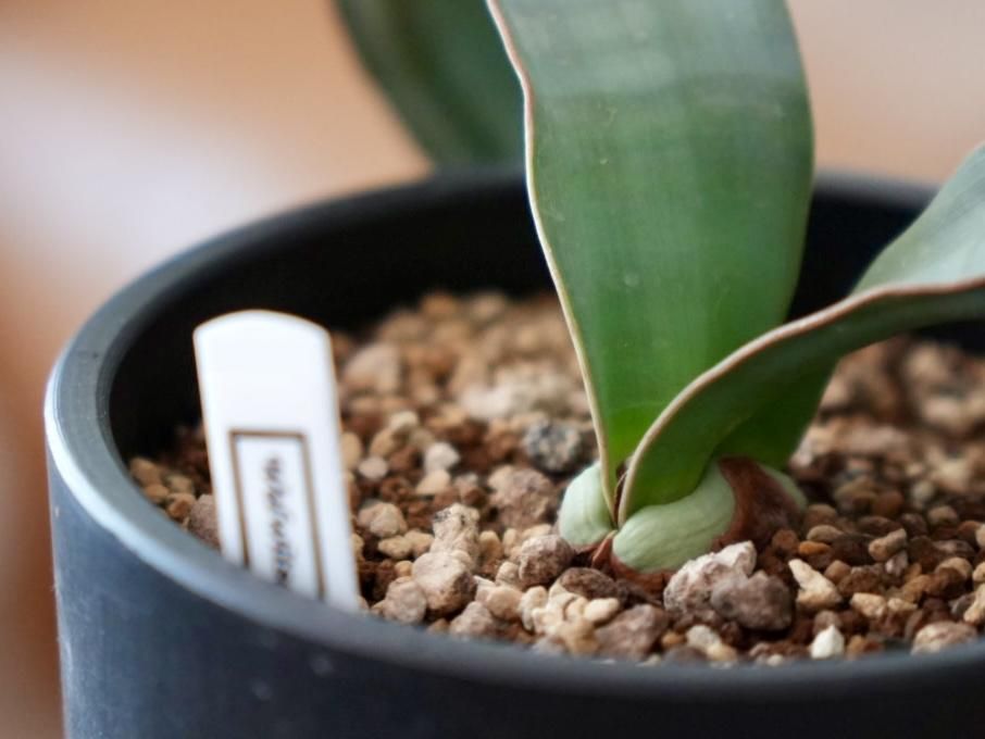 訳あり価格 奇想天外 Welwitschia Mirabilis 訳あり価格 奇想天外