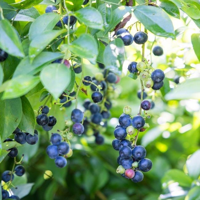 フレッシュブルーベリー 90g 【堀内果実園】