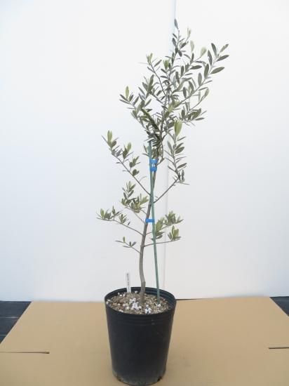 Leccino レッチーノ／8号樹形おまかせ1本4,500円／LE-8-001｜オリーブ