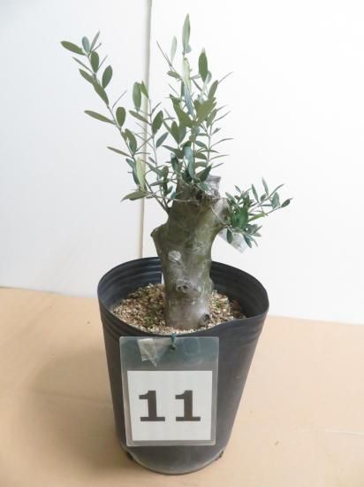 Lucca ルッカ／8号／LU-8-003｜オリーブ苗木｜小豆島 オリーブ農家