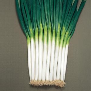 取り寄せ】関羽一本太【トーホク種苗】 1dl - ネギ参謀オンラインショップ