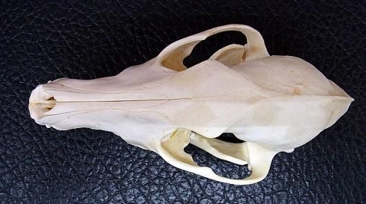 即納☆ 高品質！ コヨーテの頭骨 - 頭骨・骨格標本・剥製販売 【Core-Box】