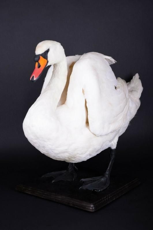 白鳥 剥製 A - 頭骨・骨格標本・剥製販売 【Core-Box】