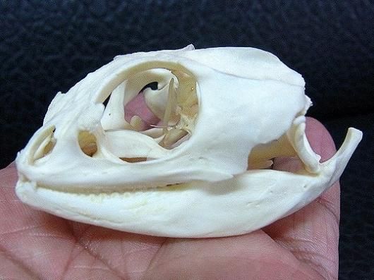 即納☆高品質！フトアゴヒゲトカゲ 頭骨（オス） - 頭骨・骨格標本