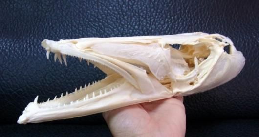 ☆即納☆レア！オニカマス（バラクーダ）頭骨 - 頭骨・骨格標本・剥製