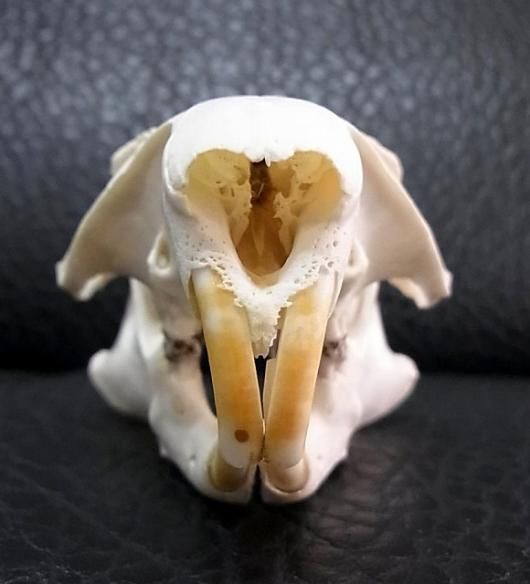 ☆即納☆ アメリカ便 ウッドチャックの頭骨 - 頭骨・骨格標本・剥製