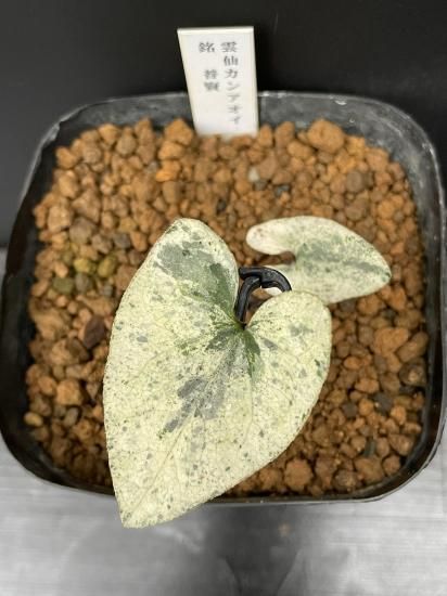 雲仙カンアオイ 【銘 普賢】 最上柄 神秘のカンアオイ！ - カンアオイ