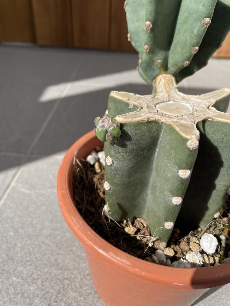 サボテン 鬼面角ブランチ