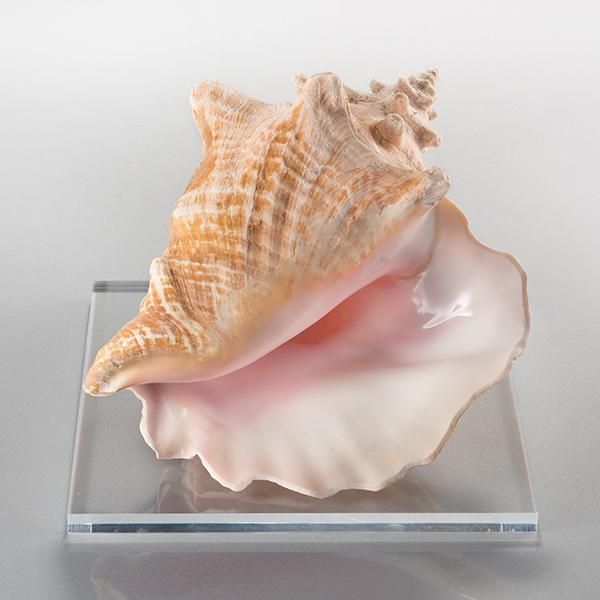 クイーンコンクシェル（大）ー三宝堂オンラインショップ