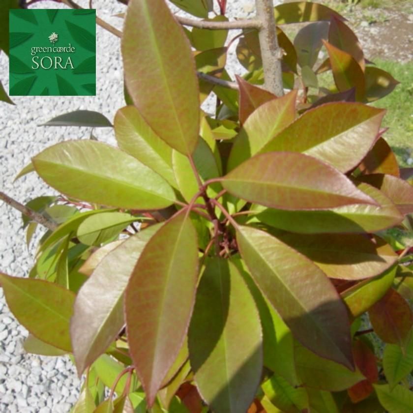 レッドロビン H1100～1300 10本 - SORAの植木屋さん