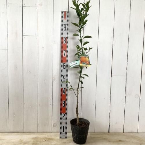 みかん 苗木 津之輝 (PVP) 15cmポット苗 つのかがやき ミカン 苗 蜜柑