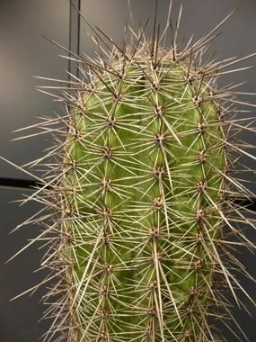 弁慶柱 - REN online shop