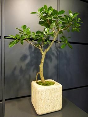 センカクガジュマル - REN online shop