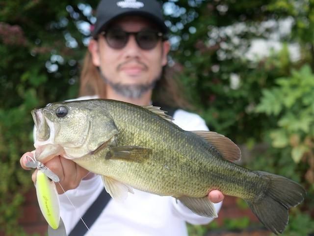 予約販売】痴虫/プラカブメス【7月末頃入荷予定】 - HONEYSPOT