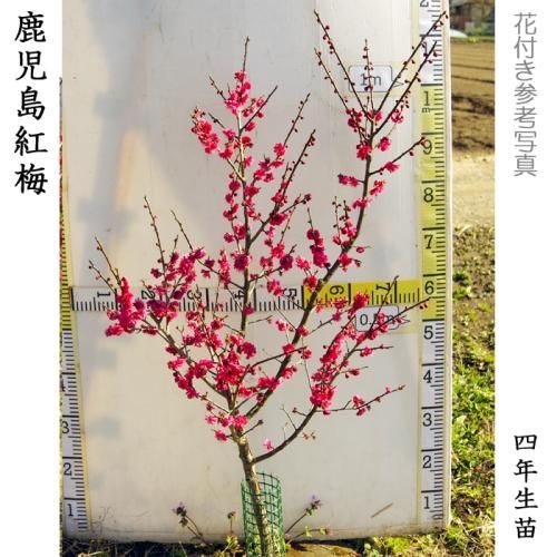 ハナウメ(花梅) 鹿児島紅梅(かごしまこうばい)地掘大苗 - 記念樹・果樹