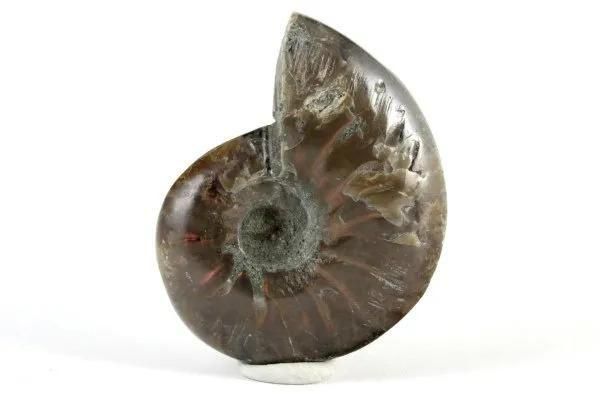 ファイヤーアンモナイト 化石 14.5g｜天然石 原石 通販 キラリ石