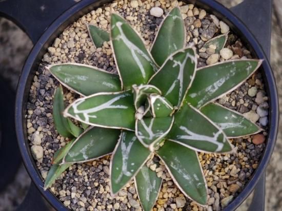 アガベ ビクトリア・レジーナ（笹の雪）】4号 - The Plant&Flower