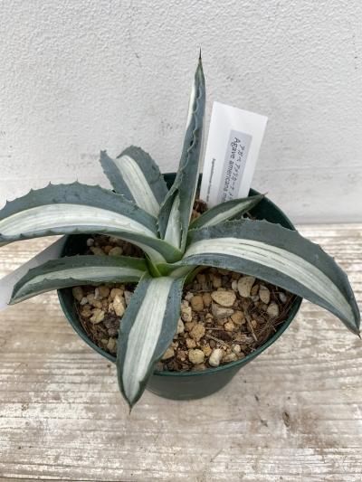 植物販売】兵庫県宝塚市㈱陽春園植物場ネット通販 アガベ