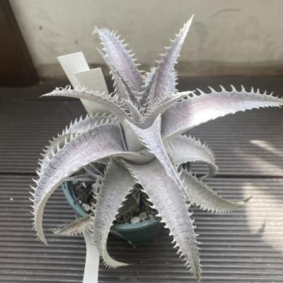 植物販売】兵庫県宝塚市㈱陽春園植物場ネット通販【ディッキア】