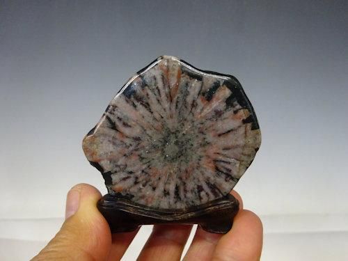 菊花石【 水石 20 ― 0 4 】 - 小品盆栽専門店 湘風園オンライン