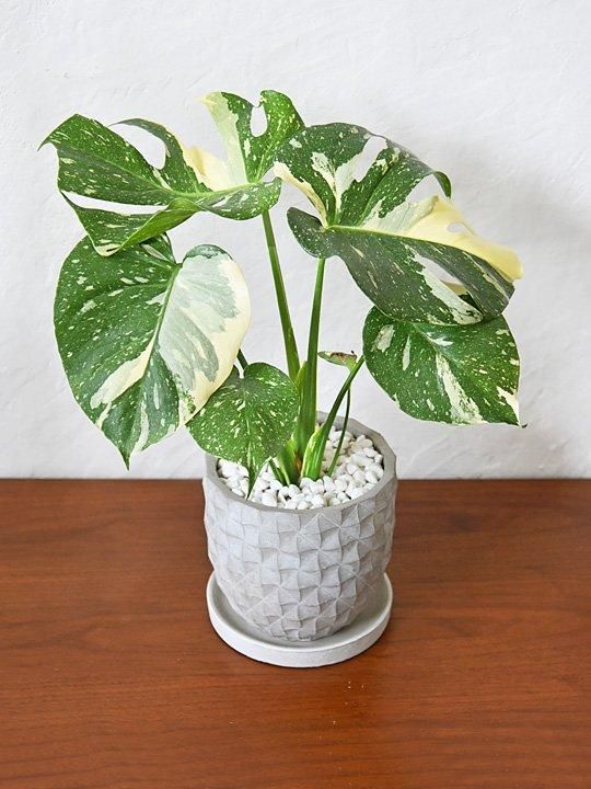 斑入りモンステラ・タイコンステレーション 022402 販売・通販［詳細