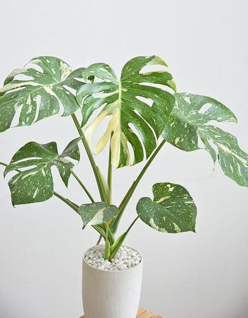 斑入りモンステラ・タイコンステレーション 092403 販売・通販［詳細