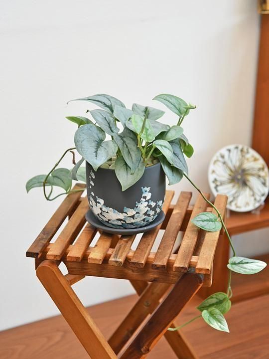 スキンダプサス・プラチナ 042501 販売・通販［詳細ページ］ *tree tree*