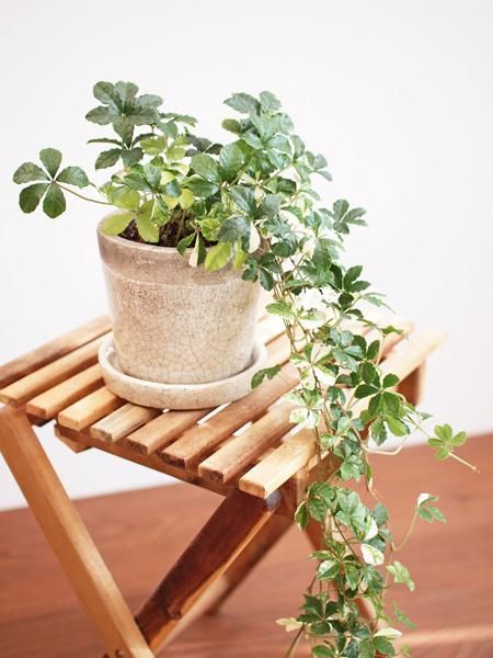 シュガーバイン・斑入り 販売・通販［詳細ページ］ *tree tree*