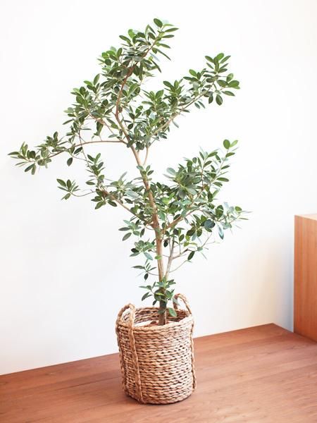 センカクガジュマル 販売・通販 ［詳細ページ］ *tree tree*