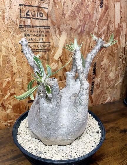 パキポディウム グラキリス | 特大 塊根植物 - 観葉植物専門店cocoha