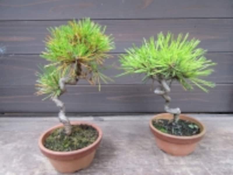 赤松・黒松盆栽のお手入れで秋に欠かせない大切な作業 [盆栽] All About