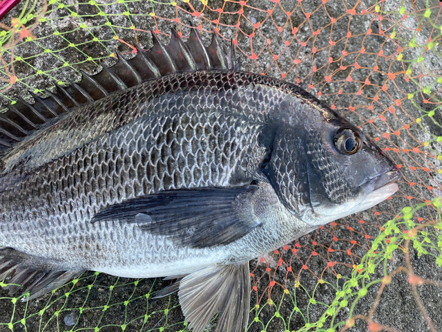 ASS】 レストリングフォース RF: 釣具屋な毎日 -いのまた釣具店Blog-