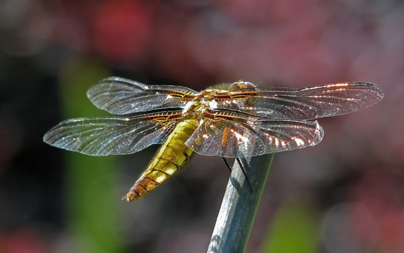 ドラゴンフライ（ダブルクロス） Dragon fly｜インディアンジュエリー