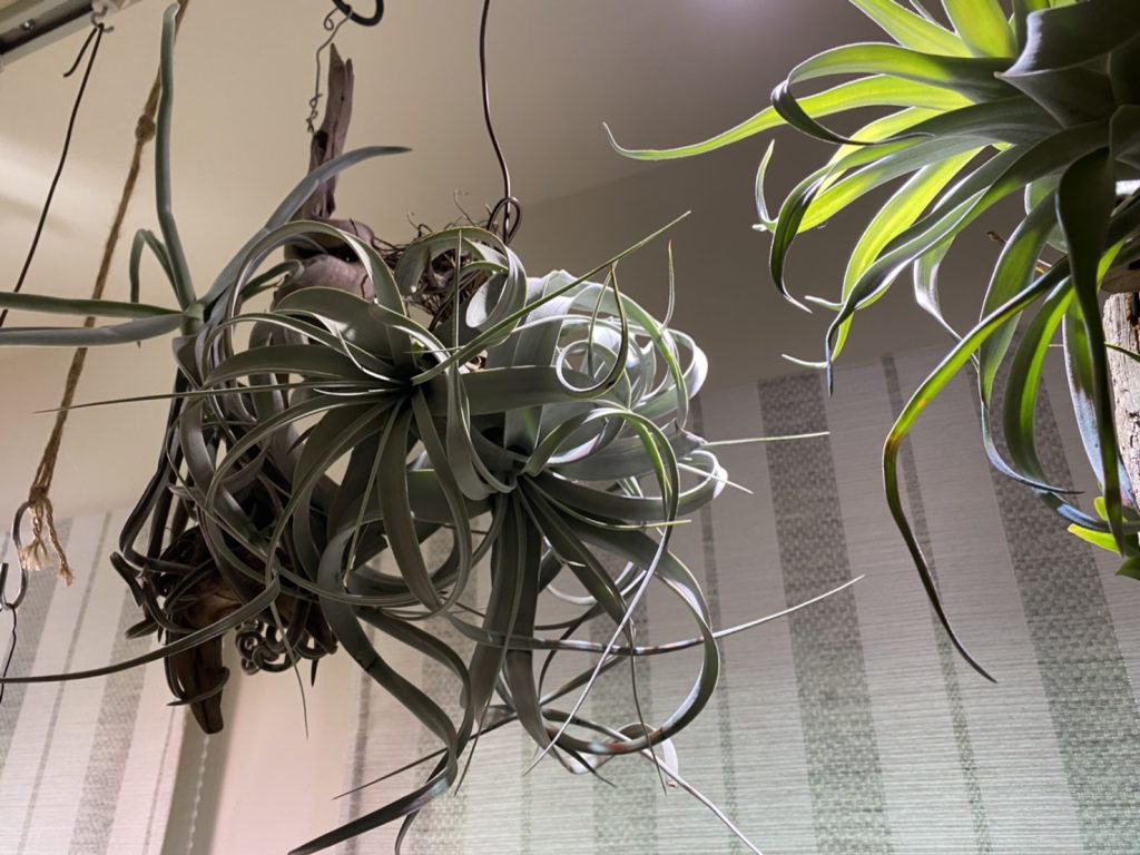 チランジア・ドーラティの冬越しは楽勝。（1年半後）