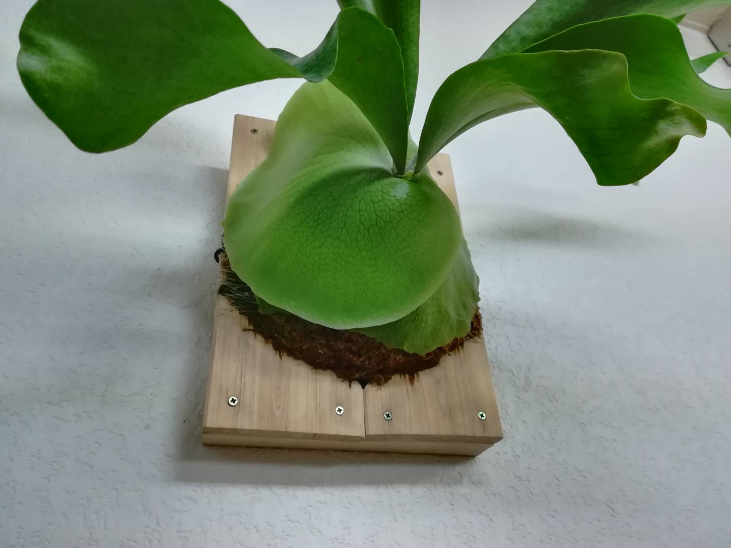 ビカクシダ・ヒリー”Panama”、お迎えから1年が経ちました。≪貯水葉5連発