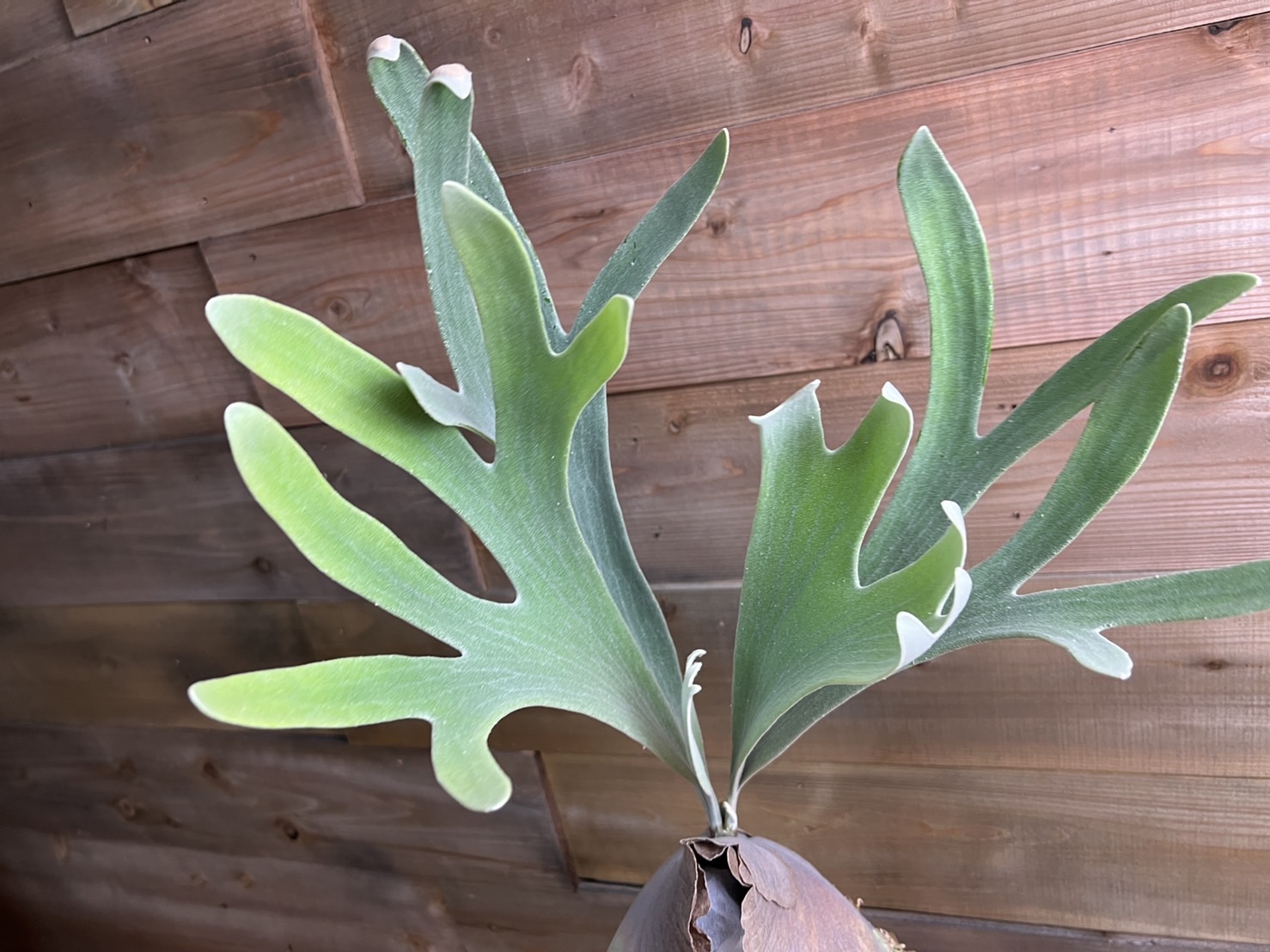 立ち上がる白ビ。P.Tonkla DW'Shine Gloria'